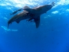 oceanic white tip