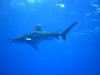 oceanic white tip