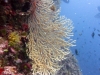 pag-diving-12-09-12