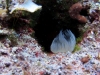 pag-diving-12-09-13