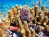 pag-diving-12-09-18