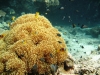 red-sea-2012-szept-1