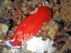 red-sea-2012-szept-16